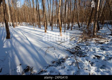 Neve sul ghiaccio nella foresta in una soleggiata giornata invernale nella Polonia orientale Foto Stock