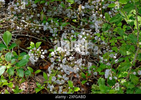 Cespuglio di alloro di montagna in fiore con piccoli fiori bianchi in gruppi sui rami di una giovane pianta che cresce tra una vista ravvicinata del bosco di agrifoglio nella S Foto Stock