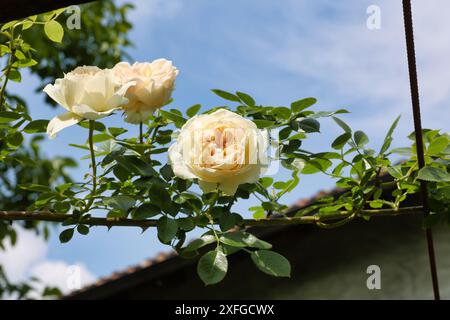 pierre de ronsard rose su un pergolato contro il cielo blu Foto Stock