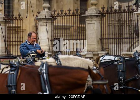 siviglia, Spagna. 7 febbraio 2024 - autista di carrozza trainata da cavalli fuori dalla Cattedrale di Siviglia Foto Stock