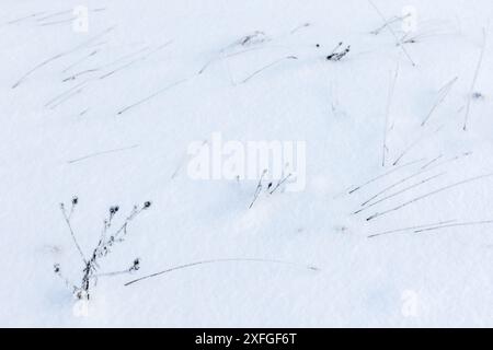 Le piante asciutte e congelate si stagliano sulla neve bianca, foto ravvicinata con una messa a fuoco morbida selettiva e uno sfondo naturale astratto invernale Foto Stock