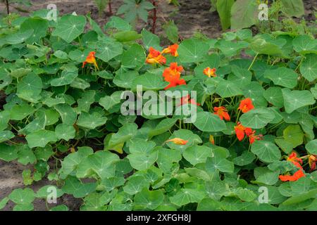 Nasturtium che cresce in un giardino rustico. Giardino del cottage. Coltivato per i suoi fiori fioriti. Foto Stock