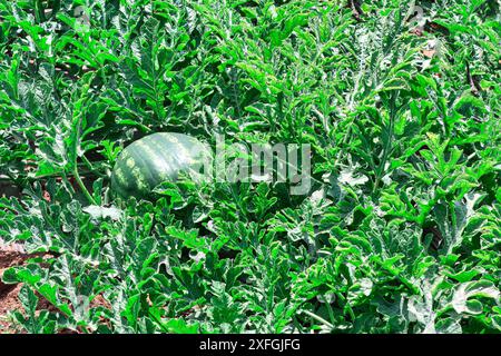 L'anguria è seduta in un campo di piante verdi. Le piante sono alte e verdeggianti, e l'anguria è circondata da esse Foto Stock