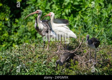 Famiglia Ibis bianca con becco curvo e gambe rosa arroccate su un albero con zone umide sullo sfondo a Ocean City, New Jersey Foto Stock