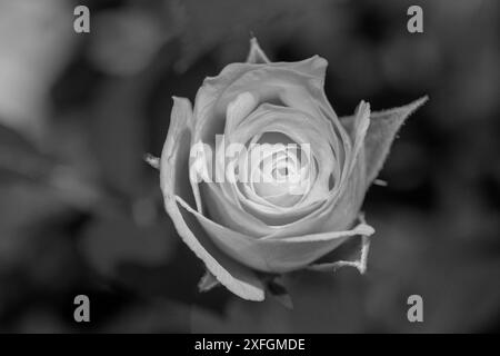 una rosa bianca davanti a uno sfondo sfocato in bianco e nero Foto Stock