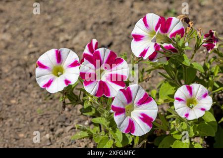 fiori della petunia a strisce di caramelle alla luce del sole su sfondo sfocato Foto Stock