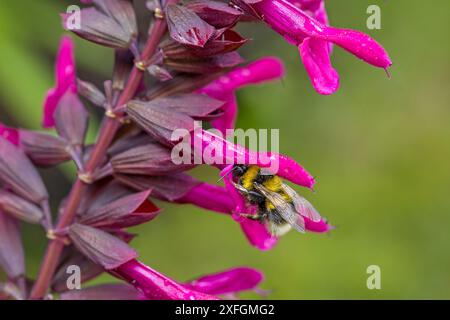 un bumblebee alla ricerca del nettare in un fiore rosa del saggio ornamentale Foto Stock