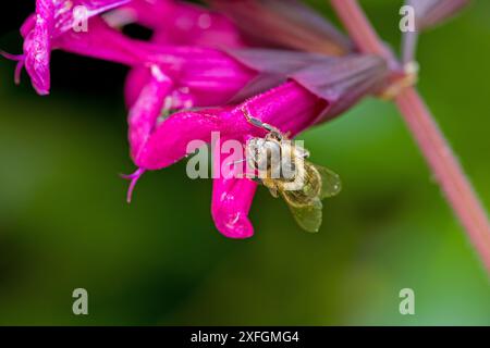 un'ape alla ricerca del nettare in un fiore rosa del saggio ornamentale Foto Stock