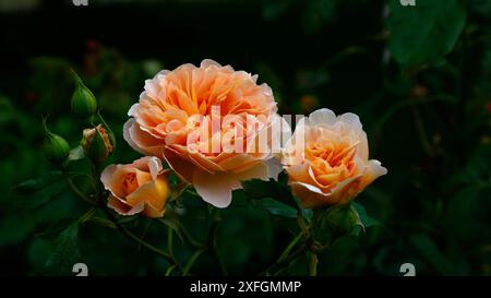 Primo piano del fiore color albicocca del ritaglio di tè rosa rosa del giardino inglese David Austin in fiore ripetuto. Foto Stock