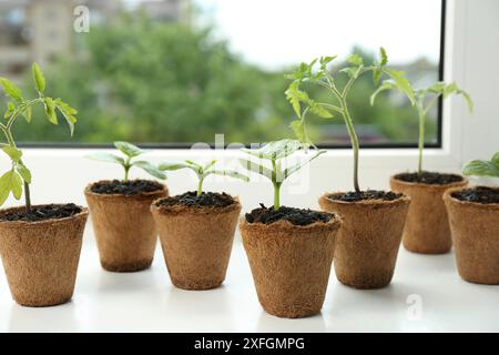 Molte piantine di pomodoro diverse crescono in pentole sul davanzale della finestra, primo piano Foto Stock