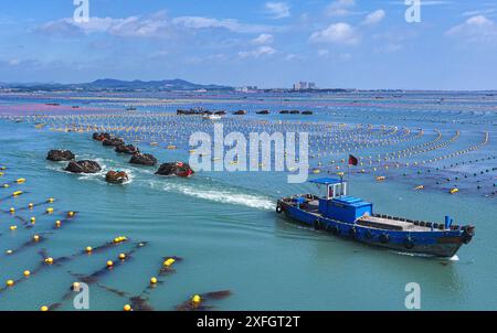 CHINA-SHANDONG-RONGCHENG-KELP-HARVEST CN 240703 -- RONGCHENG, 3 luglio 2024 Xinhua -- una foto di droni aerei scattata il 3 luglio 2024 mostra le barche caricate con kelp appena pescato che si dirigono al molo di Lidao Township di Rongcheng City, nella provincia di Shandong della Cina orientale. Quasi il 90% dei 150.000 mu circa 10.000 ettari di alghe nella città di Rongcheng sono stati raccolti finora. La produzione annua dovrebbe raggiungere i 1,7 milioni di tonnellate. Foto di li Xinjun/Xinhua Rongcheng CINA Copyright: XLixXinjunx Foto Stock