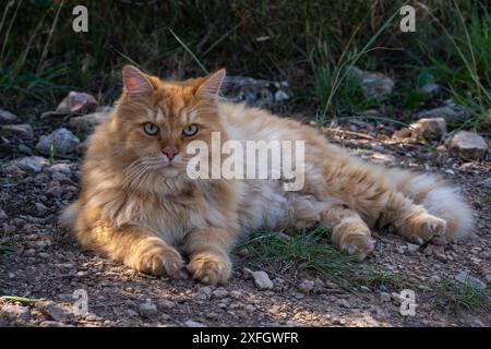 Un grosso gatto rosso giace per strada e guarda la telecamera Foto Stock