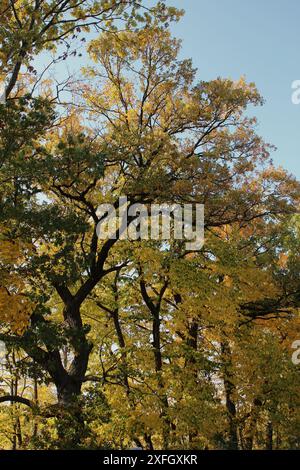 Una fila di tigli, con le foglie che cambiano da verde a giallo, in autunno, nella riserva forestale di Hastings Lake, Lake Villa, Illinois, Stati Uniti Foto Stock