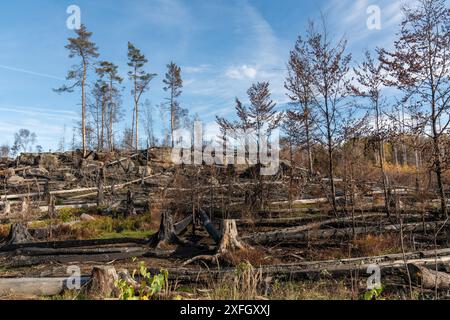 Foresta bruciata. La natura dopo l'incendio. Parco nazionale della Svizzera sassone, Germania. Famosa località turistica. Foto Stock