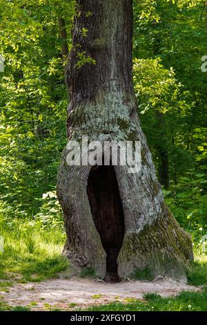 Albero cavo. Un grande albero cavo su uno sfondo di verde fogliame. Funge da nido per gli uccelli e da rifugio per gli animali. Foto Stock