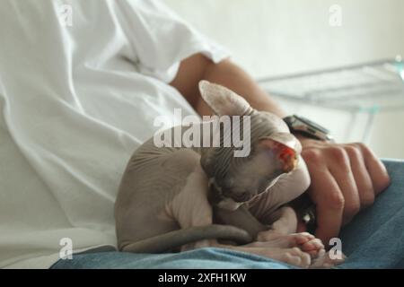 Il gattino dorme vicino alle braccia del proprietario. Fiducia e animali domestici. Foto Stock