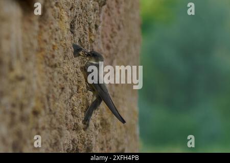 Sand martin-Riparia riparia dà da mangiare ai pulcini sul nido. Regno Unito Foto Stock