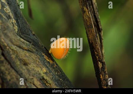 Incredibile tazza di funghi pixie ciglia in una foresta pluviale in Costa Rica Foto Stock