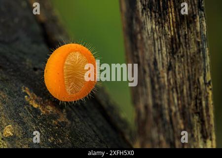 Incredibile tazza di funghi pixie ciglia in una foresta pluviale in Costa Rica Foto Stock