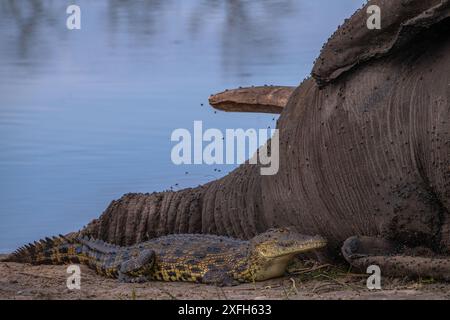 Elefante morto con coccodrilli nel Delta dell'Okavango, in Botswana Foto Stock