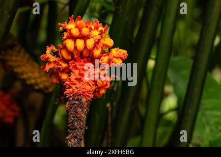 Fiore di palma toquilla in Costa Rica Foto Stock