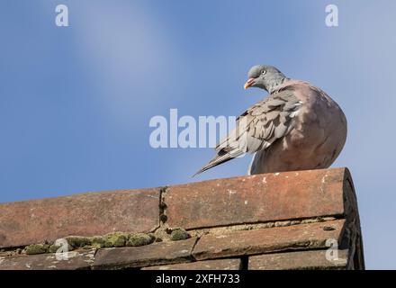 Piccione di legno, Columba Palumbus seduto su un tetto piastrellato contro un cielo blu Foto Stock