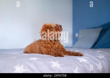 Un piccolo barboncino giocattolo marrone è sdraiato sul letto del proprietario e guarda sorpreso Foto Stock