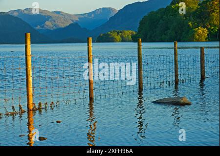 Luce serale su Derwentwater nel Lake District inglese Foto Stock