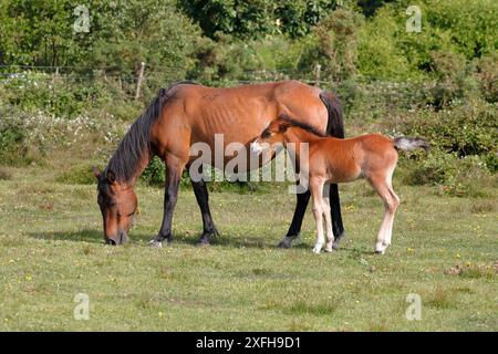 Un pony marrone della New Forest che mangia erba con il suo puledro in piedi accanto a lei, cespugli e una recinzione sullo sfondo. Foto Stock