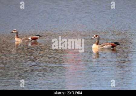 Due oche egiziane (Alopochen aegyptiaca) nuotano insieme nello stagno di Hatchet Moor da destra a sinistra Foto Stock