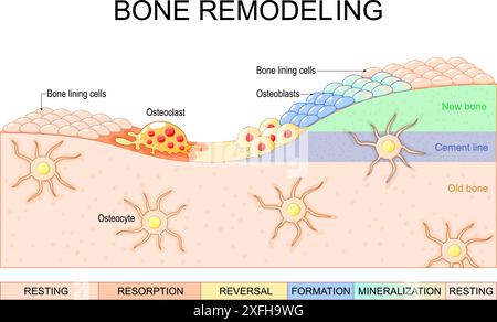 Processo di rimodellamento osseo. Primo piano di osteoblasti, osteoclasti, osteociti e cellule del rivestimento osseo. Riassorbimento osseo e formazione della matrice. Illustrazione vettoriale Illustrazione Vettoriale