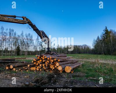 Caricamento di log con macchinari idraulici su autocarri. Foto Stock