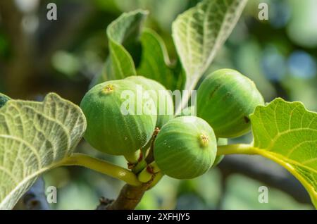 Fichi sui rami di fichi in una bella giornata di sole Foto Stock