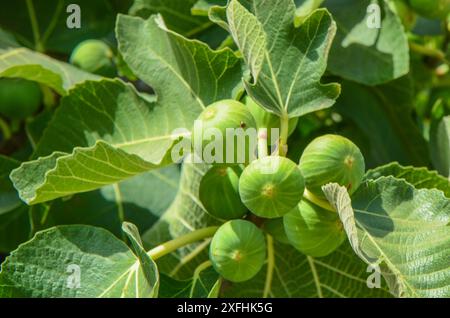 Fichi verdi non maturi sul ramo. Foto Stock