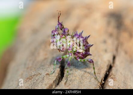 Una bella mantide di fiori spinosi giovanili (Pseudocreobotra ocellata) che mostra i suoi colori Foto Stock