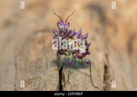 Una bella mantide di fiori spinosi giovanili (Pseudocreobotra ocellata) che mostra i suoi colori Foto Stock