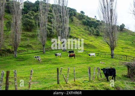 Pascolo di bestiame nella regione Manawatu-Whanganui - nuova Zelanda Foto Stock