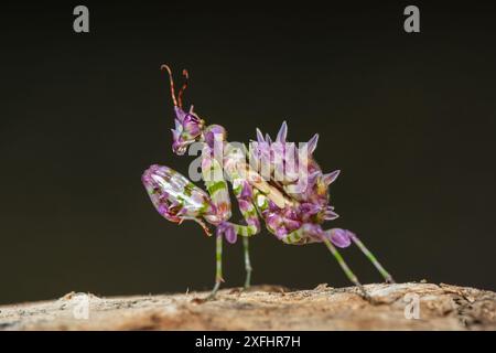 Una bella mantide di fiori spinosi giovanili (Pseudocreobotra ocellata) che mostra i suoi colori Foto Stock