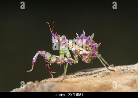 Una bella mantide di fiori spinosi giovanili (Pseudocreobotra ocellata) che mostra i suoi colori Foto Stock