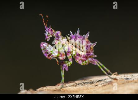 Una bella mantide di fiori spinosi giovanili (Pseudocreobotra ocellata) che mostra i suoi colori Foto Stock