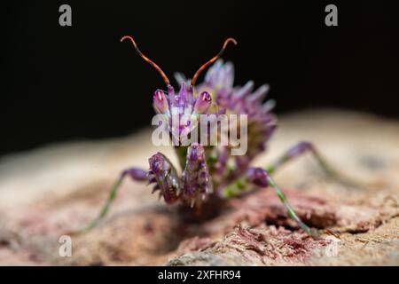 Una bella mantide di fiori spinosi giovanili (Pseudocreobotra ocellata) che mostra i suoi colori Foto Stock