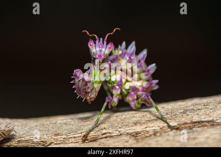 Una bella mantide di fiori spinosi giovanili (Pseudocreobotra ocellata) che mostra i suoi colori Foto Stock