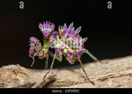 Una bella mantide di fiori spinosi giovanili (Pseudocreobotra ocellata) che mostra i suoi colori Foto Stock