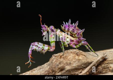 Una bella mantide di fiori spinosi giovanili (Pseudocreobotra ocellata) che mostra i suoi colori Foto Stock