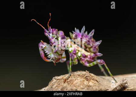 Una bella mantide di fiori spinosi giovanili (Pseudocreobotra ocellata) che mostra i suoi colori Foto Stock