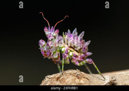 Una bella mantide di fiori spinosi giovanili (Pseudocreobotra ocellata) che mostra i suoi colori Foto Stock