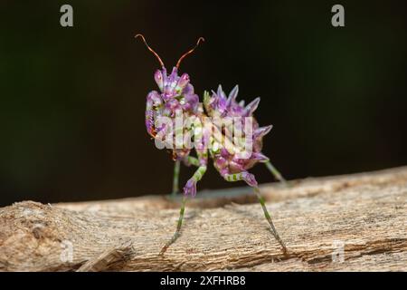 Una bella mantide di fiori spinosi giovanili (Pseudocreobotra ocellata) che mostra i suoi colori Foto Stock