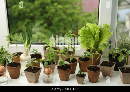 Molte piantine diverse crescono in vasi sul davanzale della finestra Foto Stock