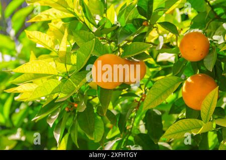 Vista panoramica delle arance mature appese all'albero prima della raccolta. Frutta matura brillante alla luce del sole in giardino. Agricoltura biologica. Cibo sano e ecologico. Foto Stock