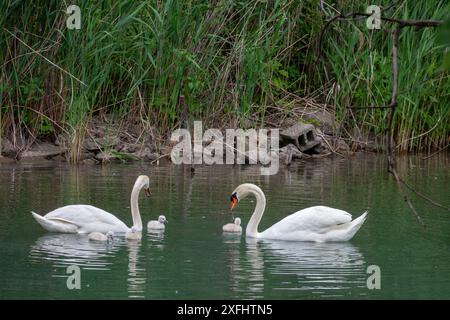 Detroit, Michigan - cigni muti (Cygnus olor) con i loro cignetti in un canale vicino al fiume Detroit. Foto Stock